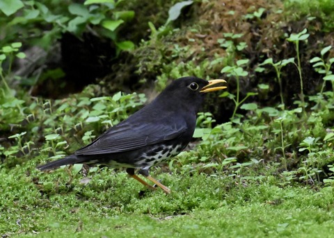 クロツグミ♂2697