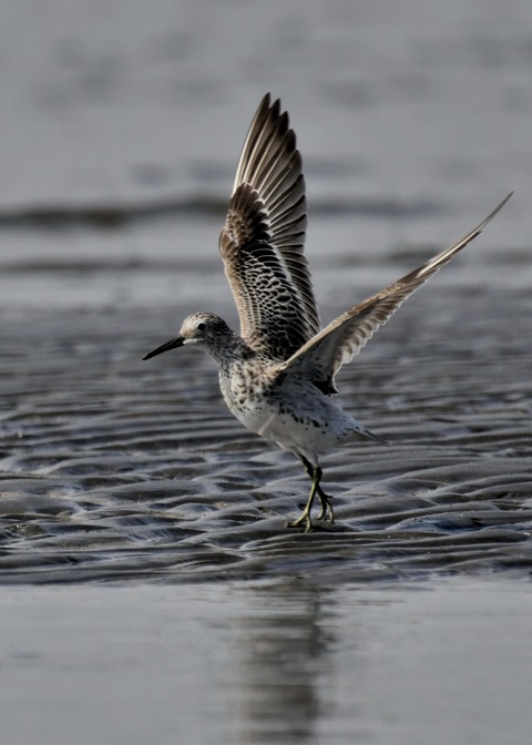 飛ぶ・オバシギ幼鳥4142