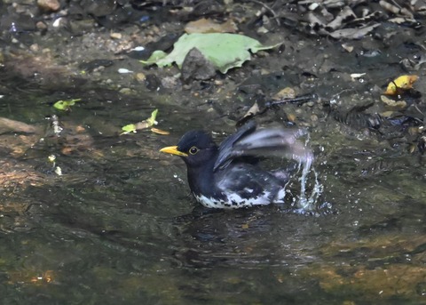 クロツグミ♂4447