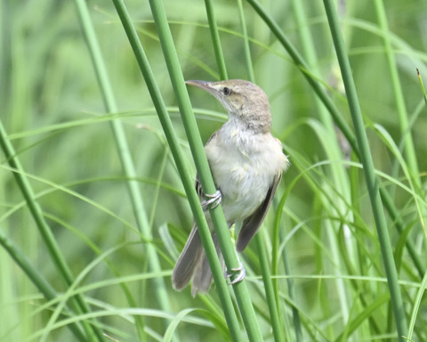 オオヨシキリ7504