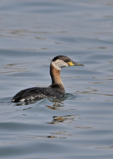 ｱｶｴﾘｶｲﾂﾌﾞﾘ8354