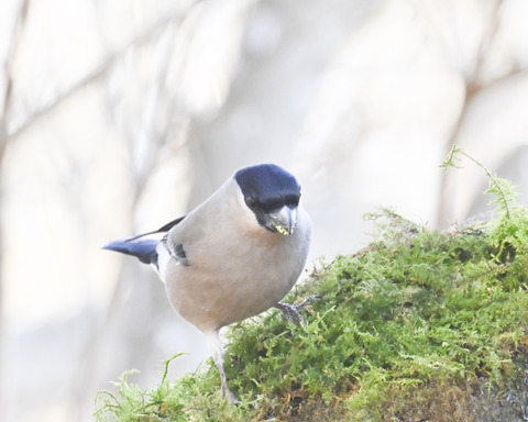 ウソ♀6780