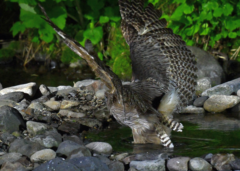 シマフクロウ♀1389