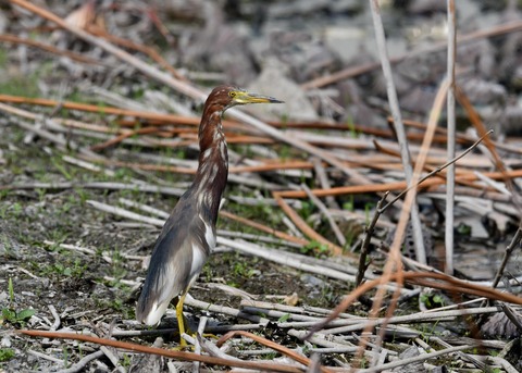 アカガシラサギ1075