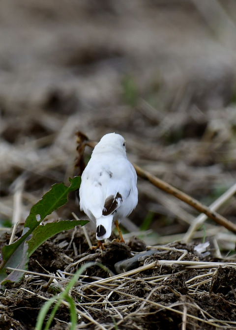 タヒバリ(白化)6467