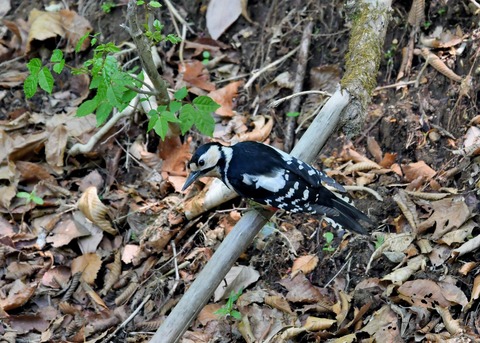 アカゲラ♀8712