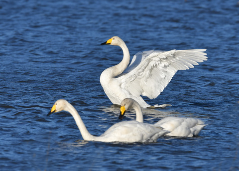 オオハクチョウ3545