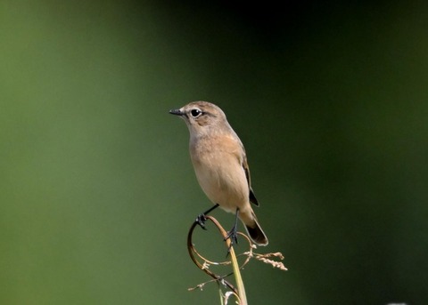 ノビタキ♀0863