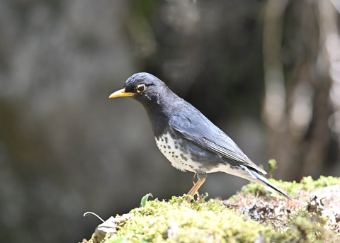 クロツグミ♂5757