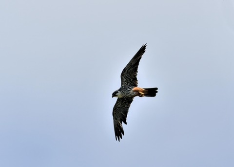 飛ぶ・チゴハヤブサ♂0094