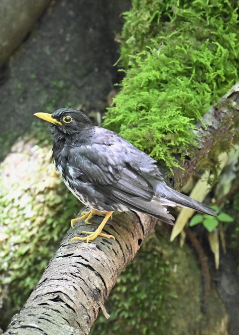 クロツグミ♂4353