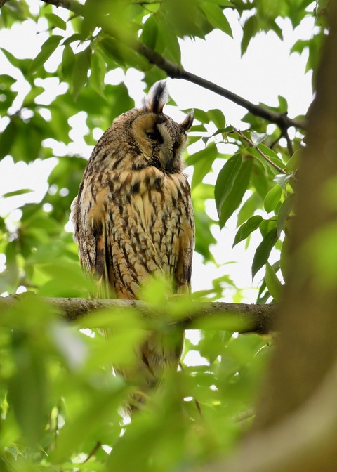 トラフズク♀1049