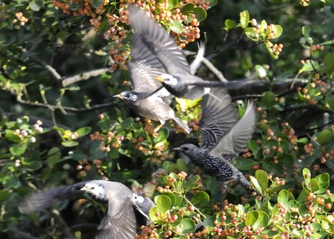 ホシムクドリ7116○