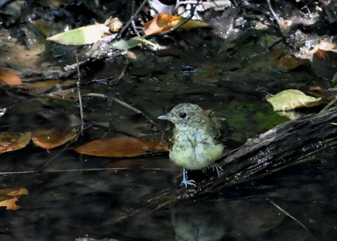 キビタキ幼鳥3447
