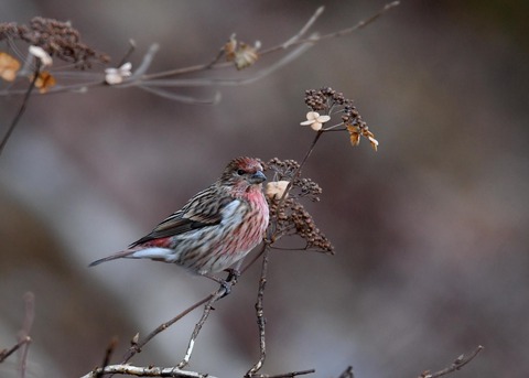 オオマシコ♀5821