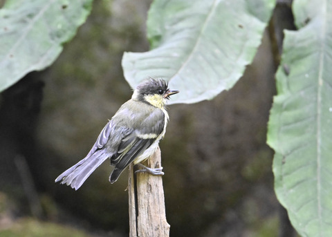 シジュウカラ幼鳥6705