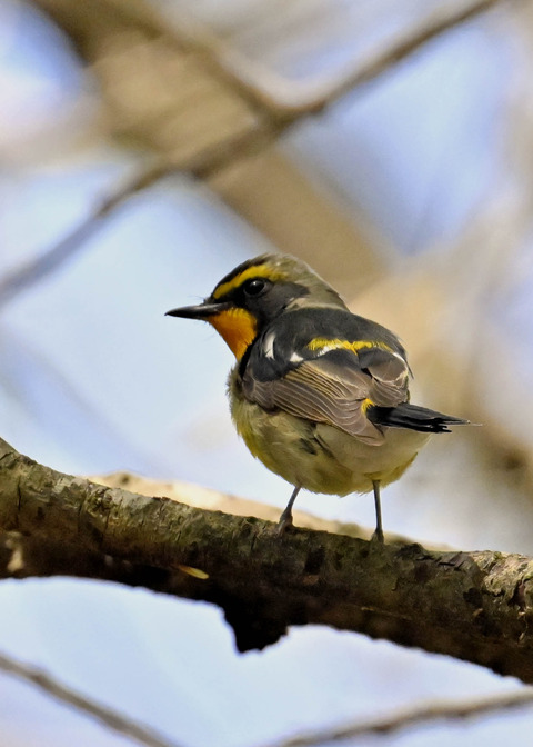 キビタキ♂第一回夏羽3402