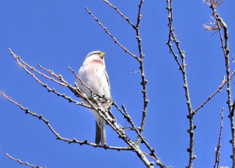 ベニヒワ若♂5041