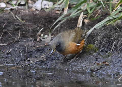 オオアカハラ5278