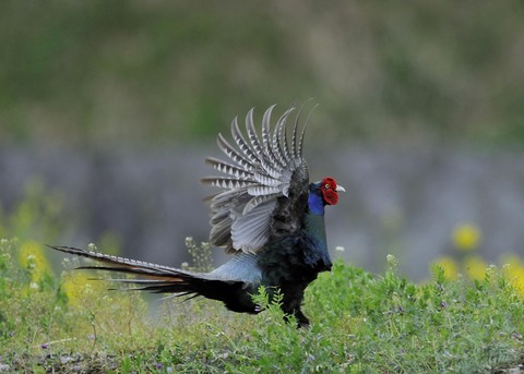 羽広る・キジ♂0226◎
