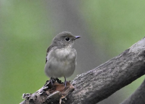 キビタキ♀4106