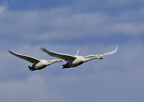 オオハクチョウ1014