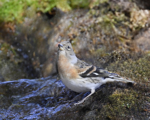 アトリ♀8112