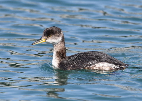 アカエリカイツブリ2961