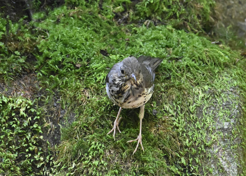 クロツグミ♂幼鳥5450