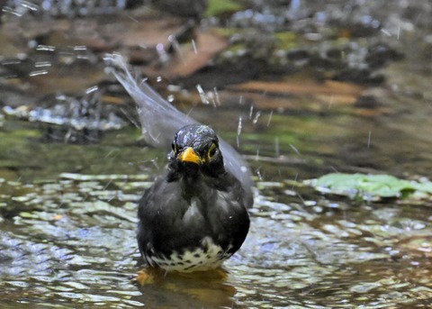 クロツグミ♂4954