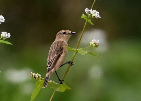 ノビタキ♀3881