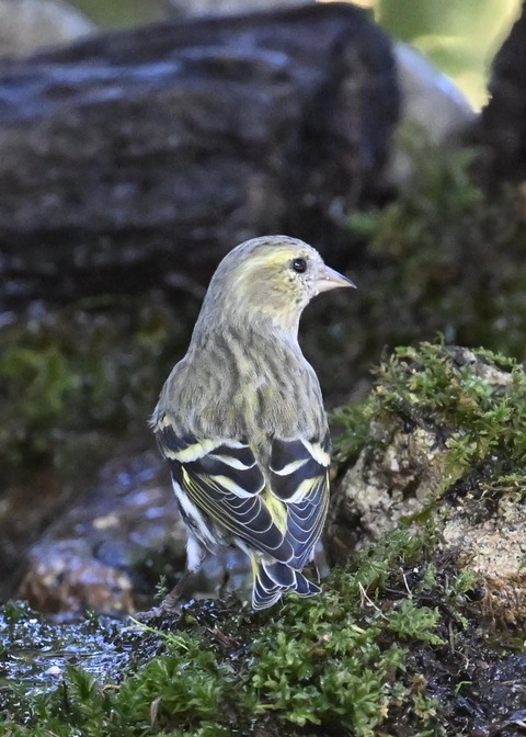 マヒワ♀1408