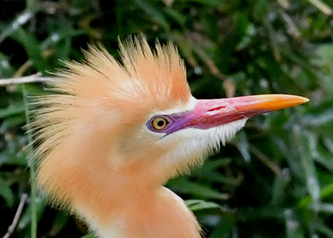 アマサギ6645