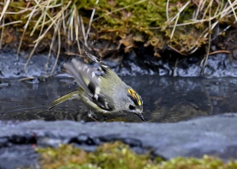 キクイタダキ♂0052 - コピー