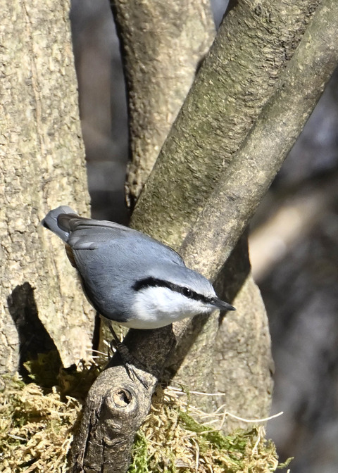 ゴジュウカラ7598