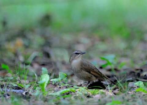ノゴマ♀9079
