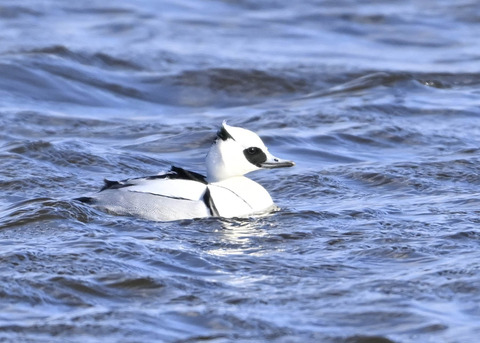 ミコアイサ♂9092