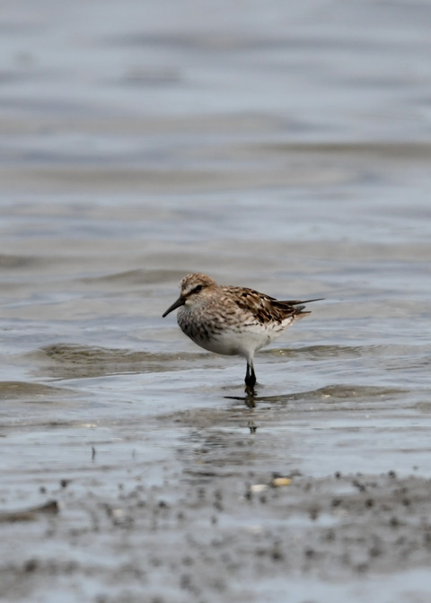 コシジロウズラシギ6279