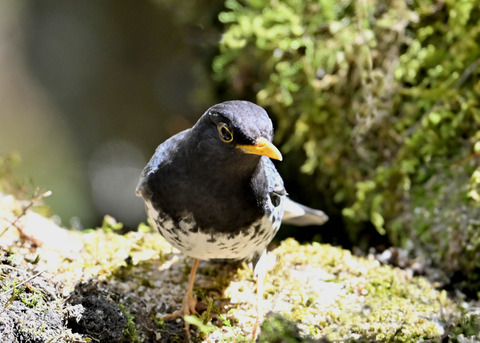 クロツグミ♂5485