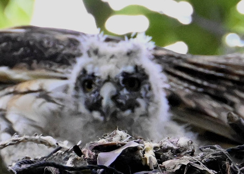 トラフズクのヒナ4654 - コピー