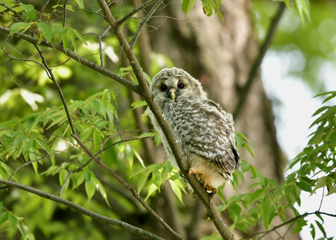 フクロウのヒナ②8965