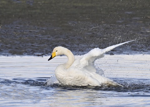 オオハクチョウ4167