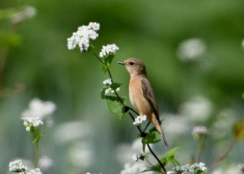 ノビタキ♀3986