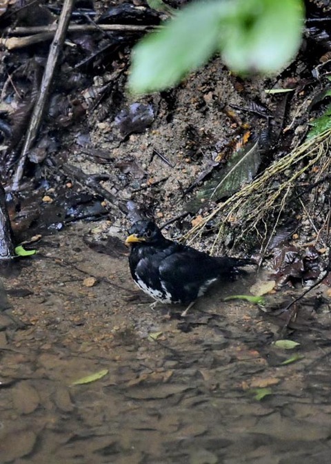 クロツグミ♂9530