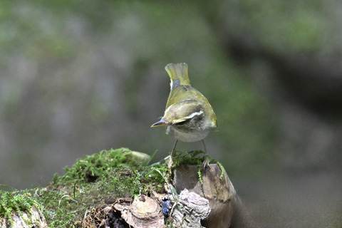 センダイムシクイ2329