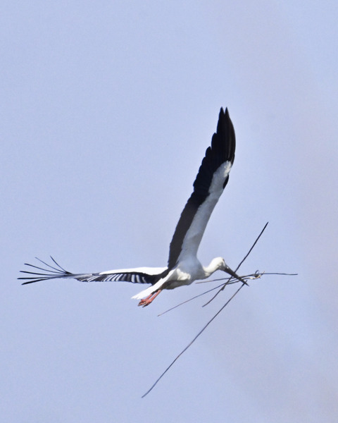 巣材運ぶコウノトリ8256