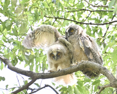 トラフズクの雛②4385-①