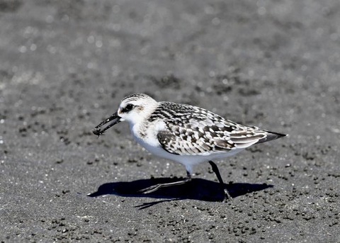 ミユビシギ幼羽9300