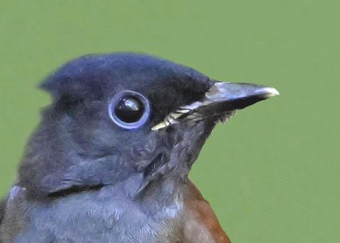 ｻﾝｺｳﾁｮｳ幼鳥0000-02