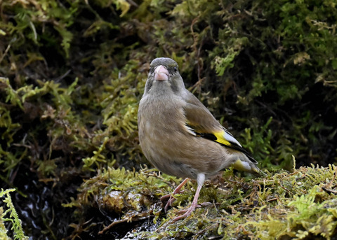 オオカワラヒワ7605